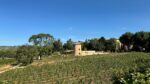 Pigeonnier vue sur les vignes